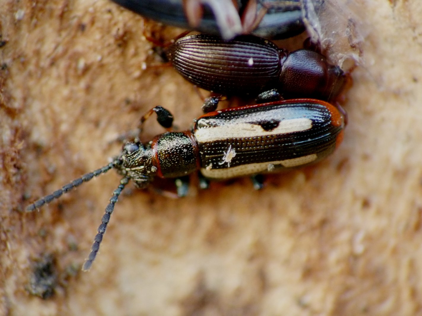Crioceris macilenta (Chrysomel.) svernante sotto corteccia